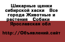 Шикарные щенки сибирской хаски - Все города Животные и растения » Собаки   . Ярославская обл.